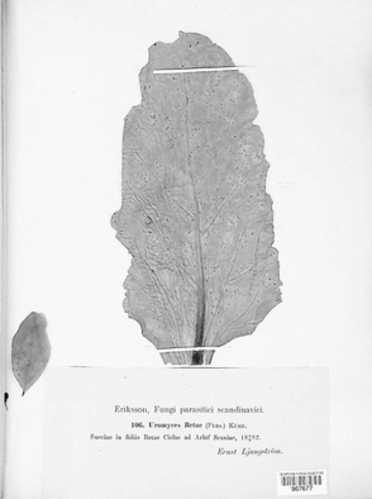Uromyces beticola image